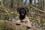 BULLMASTIFF 392